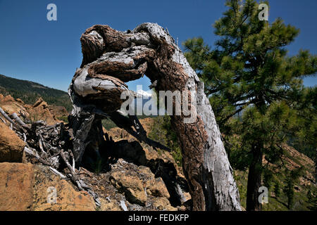 CALIFORNIA - Mount Shasta and an old tree trunk from the Pacific Crest Trail in the Trinity Alps Wilderness. Stock Photo