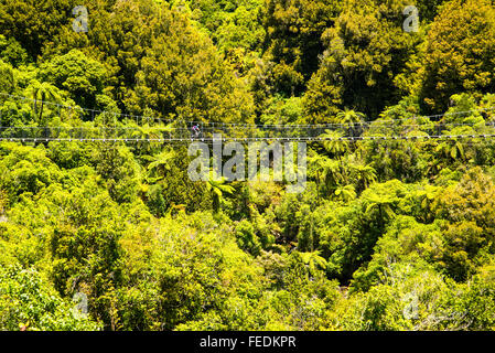 Mountain biker crossing the Mangatukutuku suspension bridge on the Timber Trail in Pureora Forest Park North Island New Zealand Stock Photo