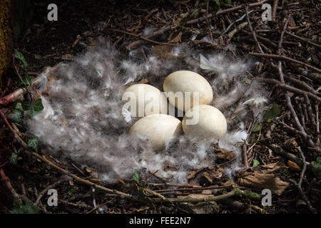 Geese eggs laid in nest on the ground by wild Canadian geese Stock Photo