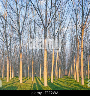 Poplar tree forest in winter. Emilia, Italy Stock Photo