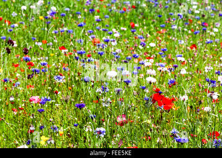 Wildflowers in a meadow on a sunny summers day Stock Photo