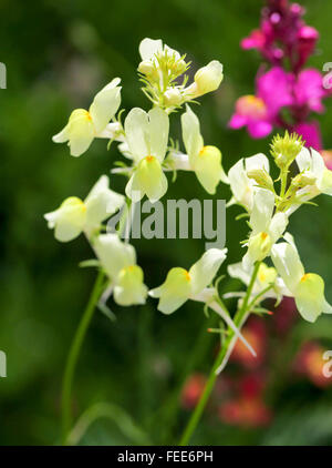 The yellow flowers of Common Toadflax (Linaria vulgaris) or yellow toadflax Stock Photo