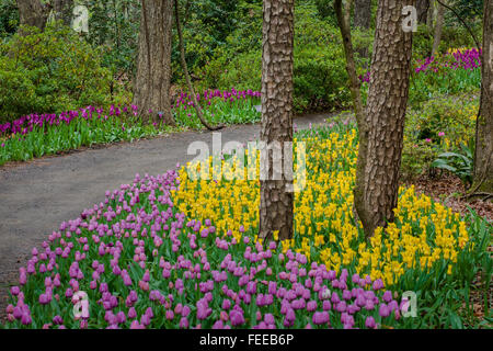 dirt path leading through a tulip garden Stock Photo