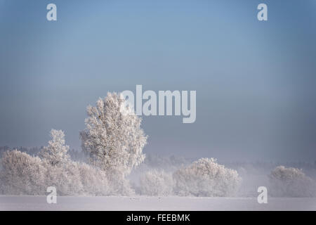 Trees with hoarfrost in winter, Königsdorf, Upper Bavaria, Bavaria, Germany Stock Photo