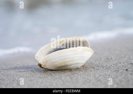 Open shell on the beach, Darß, Fischland-Zingst, Mecklenburg-Western Pomerania, Germany Stock Photo