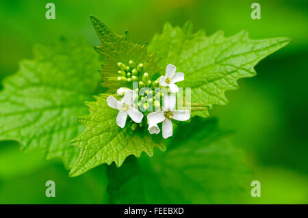 Garlic mustard (Alliaria petiolata), flowers, North Rhine-Westphalia, Germany