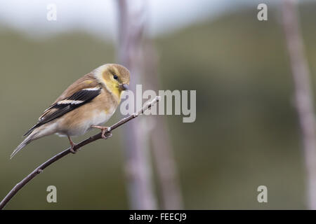 A winter-plumage male American Goldfinch, Spinus tristis, perching on a small branch Stock Photo