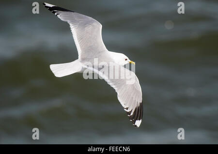 Adult Common Gull Larus canus flying at sea Stock Photo