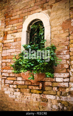 Ivy and window, Venice, Veneto, Italy Stock Photo
