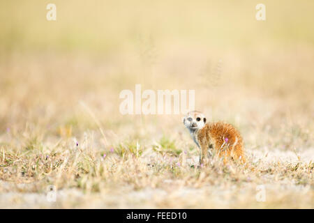 Meerkat on open veld in Botswana Stock Photo