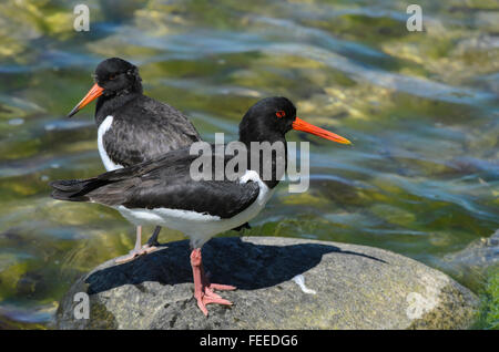 Adult and juvenile Eurasian Oystercatchers Haematopus ostralegus standing on a rock Stock Photo