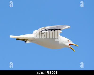 Adult Common Gull Larus canus flying alarmed Stock Photo