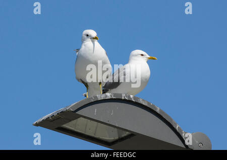 A pair of Common Gulls Larus canus standing on a streetlamp Stock Photo