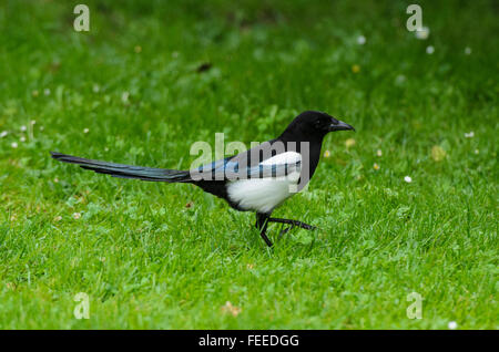 Common Magpie Pica pica walking in grass Stock Photo