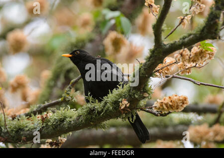 Blackbird Turdus merula sitting on a lichen covered branch Stock Photo