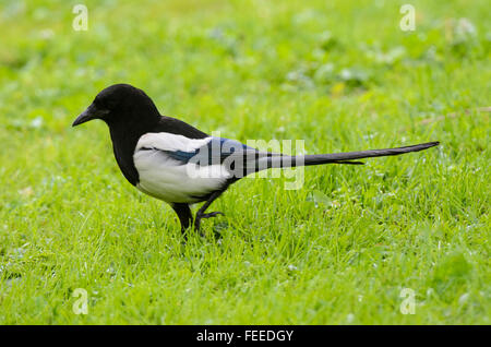 Common Magpie Pica pica walking in grass Stock Photo