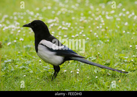 Common Magpie Pica pica standing in grass Stock Photo