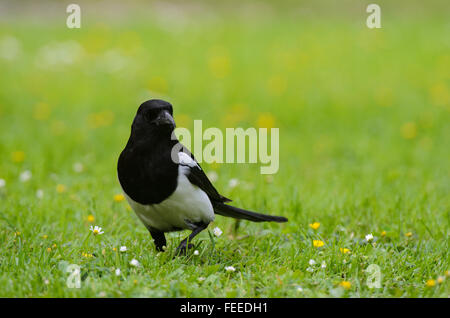 Common Magpie Pica pica walking in grass Stock Photo