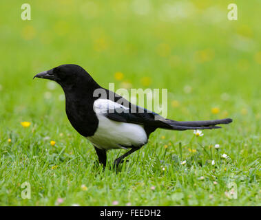 Common Magpie Pica pica walking in grass Stock Photo