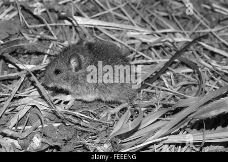 Field mouse Stock Photo
