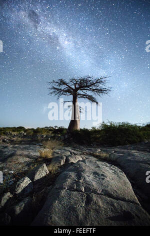 Baobab Tree on Kubu Island Stock Photo