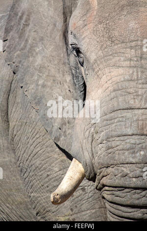 Details of an African Elephant Stock Photo