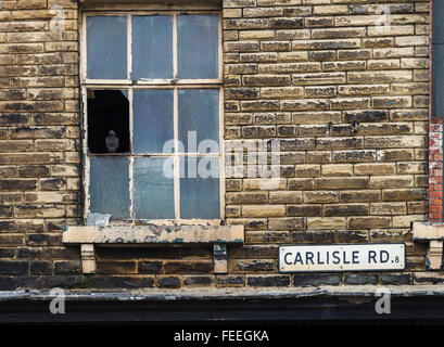 A pigeon perches in a broken  window on Carlisle Road, Bradford West Yorkshire England Stock Photo