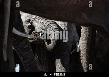 Details of an African Elephant