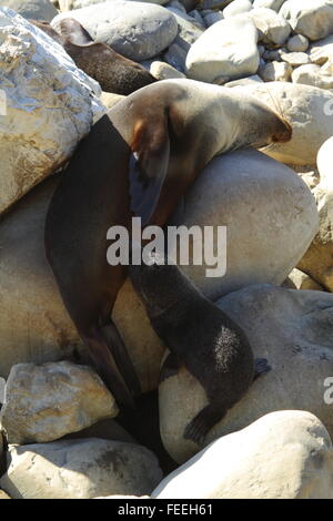 New Zealand fur seal nursing a calf at Ohau Point, Kaikoura, New Zealand. Stock Photo