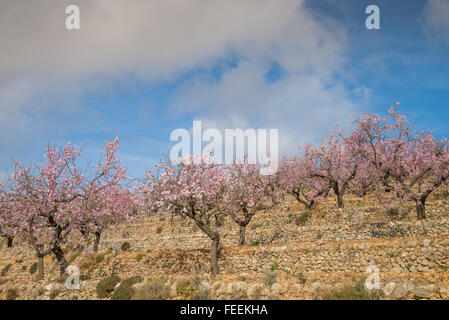 Almond trees blossom in a terraced plantation, Costa Blanca, Spain Stock Photo