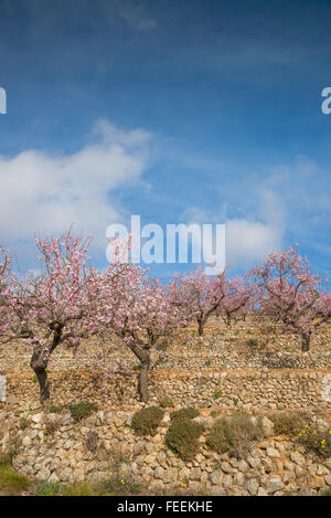 Almond trees blossom in a terraced plantation, Costa Blanca, Spain Stock Photo