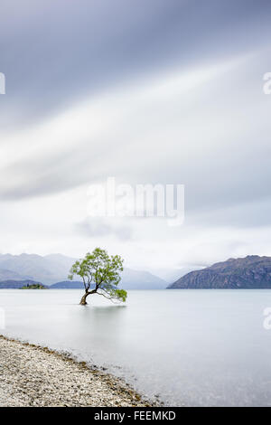 A willow tree growing in Wanaka Lake, New Zealand Stock Photo