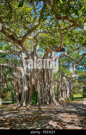 Ft. Lauderdale, Florida.  Strangler Fig (Ficus Aurea), Hugh Taylor Birch State Park. Stock Photo