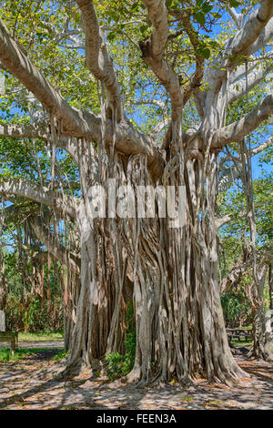 Ft. Lauderdale, Florida.  Strangler Fig (Ficus Aurea), Hugh Taylor Birch State Park. Stock Photo