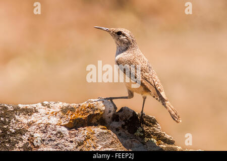 A Rock Wren (Salpinctes obsoletus) perches on a rock overlooking the Painted Hills. Oregon, USA. Stock Photo