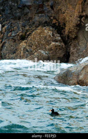 A Surf Scoter (Melanitta perspicillata) riding the waves along the cliffs of Cape Kiwanda, Oregon. Stock Photo