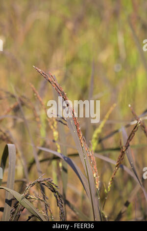 close up of Rice spike in the paddy field Stock Photo - Alamy