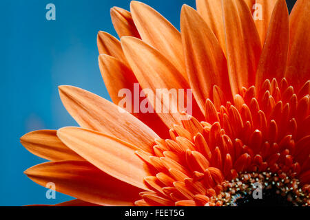 Bright orange flower, petals of gerbera flowers on bright blue sunny background. Up Detail. Stock Photo