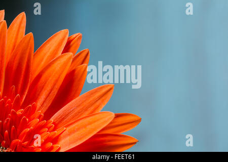 Bright orange gerbera flower closeup. CloseUp. Detail Petals. Background. Stock Photo