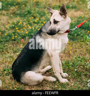 Young East European Shepherd dog sitting in green grass outdoor in summer Stock Photo