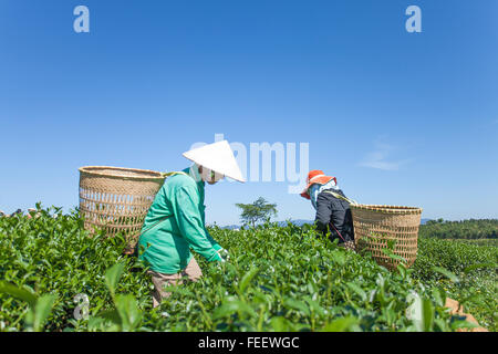A group of farmers picking tea on a summer afternoon in Cau Dat tea plantation. Stock Photo