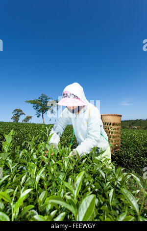 Local farmer picking tea on a summer afternoon in Cau Dat tea plantation, Da Lat, Vietnam. Stock Photo