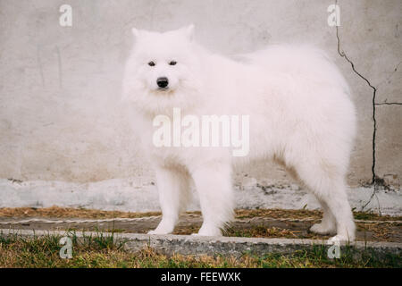 White Samoyed Bjelkier Dog Standing Outdoor on old stone wall background. Siberian breed. Stock Photo