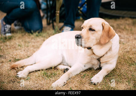 Labrador dog lying on the dry grass in the park outdoors. Autumn season. Stock Photo