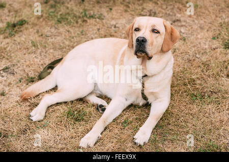 Labrador Retriever dog lying on the dry grass in the park outdoors. Autumn season. Stock Photo