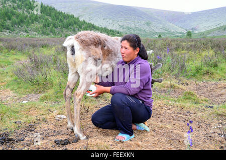 Duhkha (same as Tsaatan) woman milking her reindeer Stock Photo