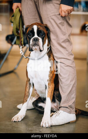 Boxer Dog Sitting near Owner. The Boxer is a breed of medium-sized, short-haired dogs developed in Germany Stock Photo