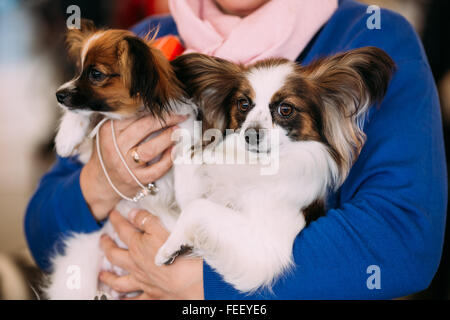 The Papillon dog also called the Continental Toy Spaniel, is a breed of dog of the Spaniel type. Butterfly-like ears Stock Photo