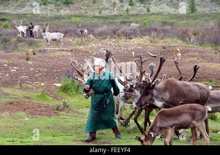 Duhkha (same as Tsaatan) woman with her reindeers Stock Photo