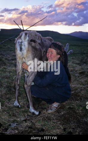 Duhkha (same as Tsaatan) woman milking a reindeer Stock Photo
